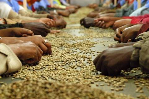 Coffee Screening